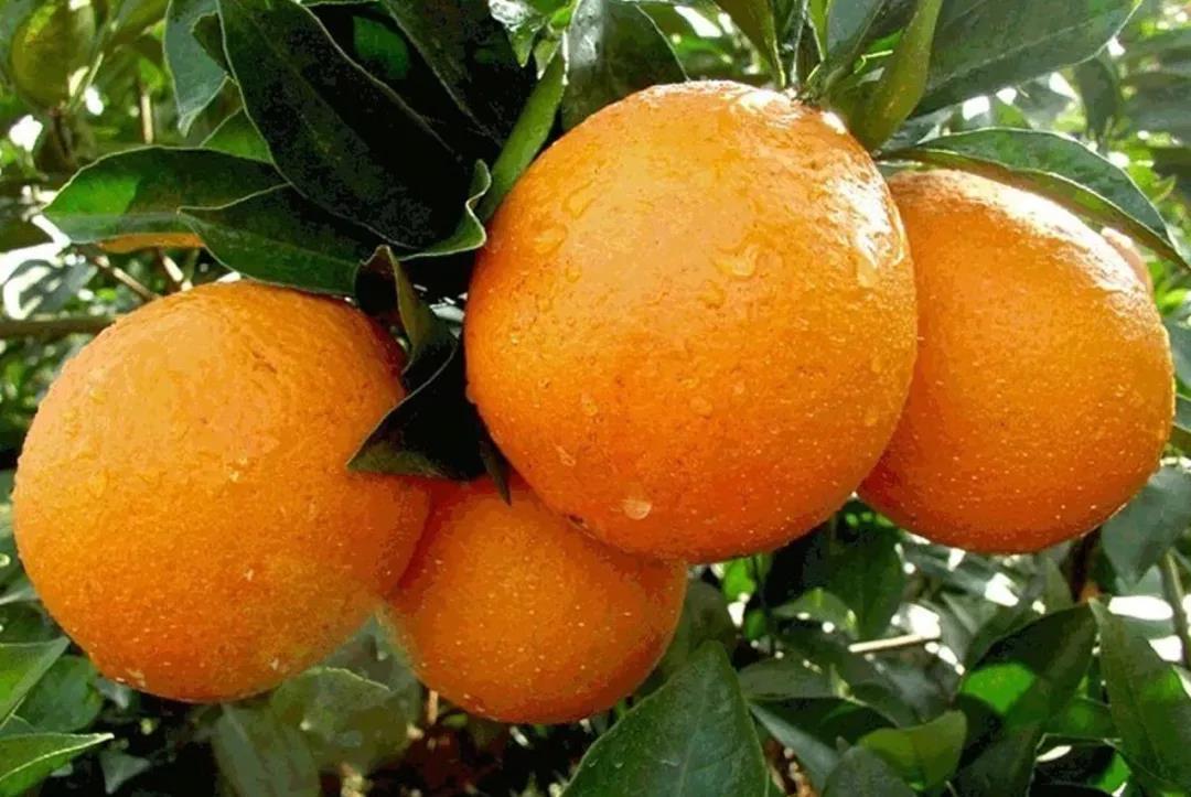 2020赣州脐橙gdp占比_2020年赣州脐橙节图片