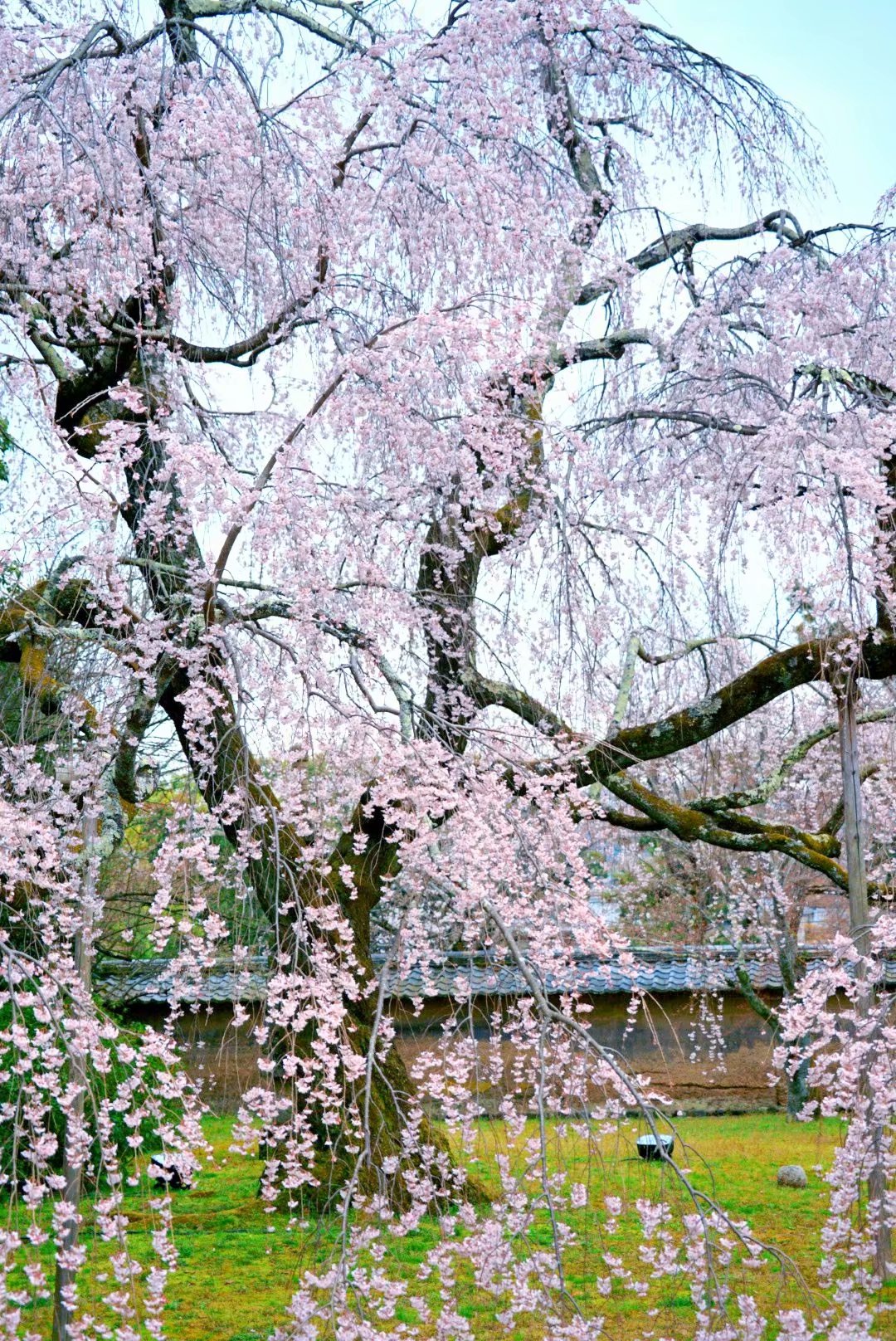 京都自助遊攻略