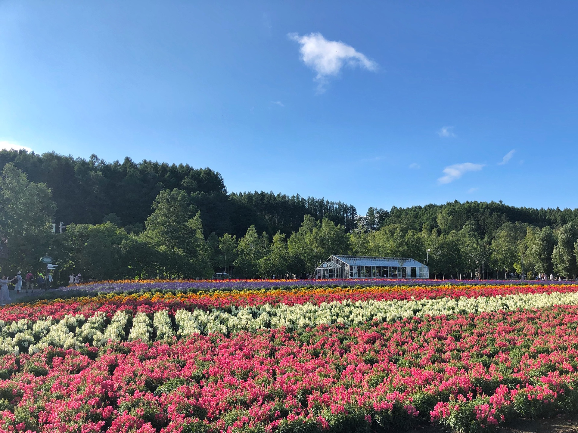 北海道自助遊攻略