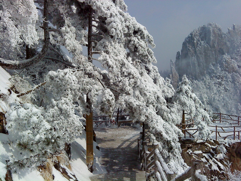 雪松怎么搭_雪松简笔画怎么画(2)