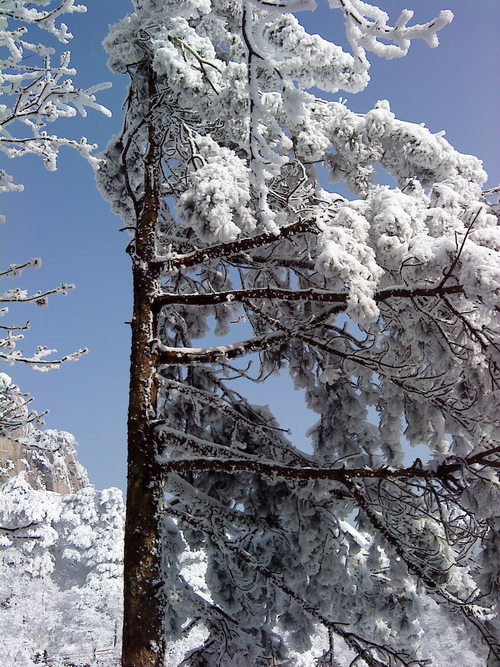 雪松怎么搭_雪松简笔画怎么画(2)