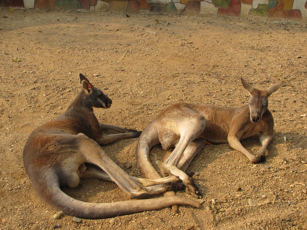 wKgBt09kb0Sj9wSXAAV-OIaY69Q23.jpeg?imageView2%2F2%2Fw%2F600%2Fh%2F600%2Fq%2F90