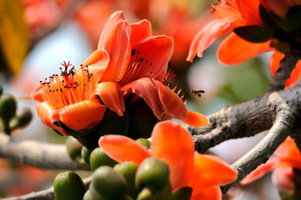 杜鹃是花亦是鸟 wKgBt09zNaXOeeESAAJCEvwjXt441.jpeg?imageView2%2F2%2Fw%2F600%2Fh%2F600%2Fq%2F90