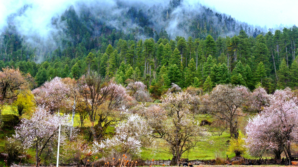 中国最美森林--波密岗云杉林图片34,波密旅游景点,风景名胜 - 马蜂窝