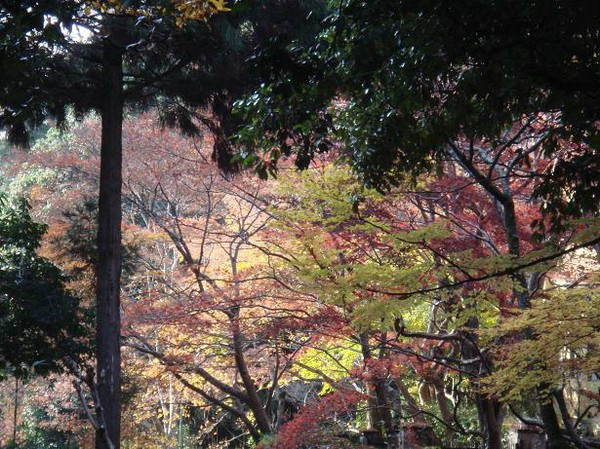 日本秋霞