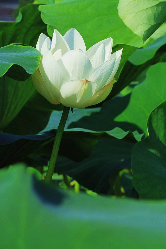 引用 清静 的图片