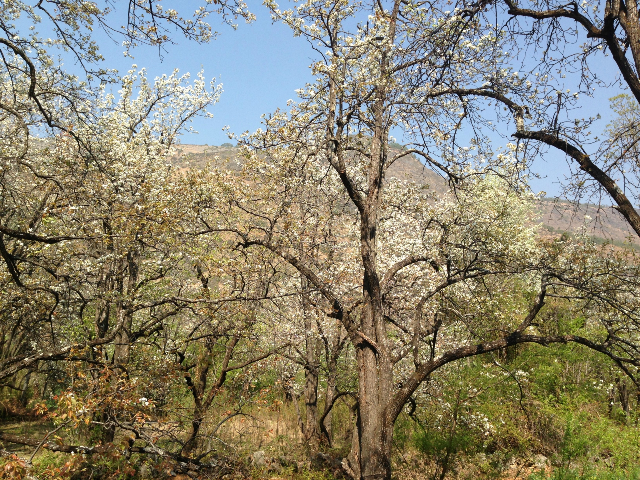 繁花漫舞,肆意春潮--洱源梨园村游记