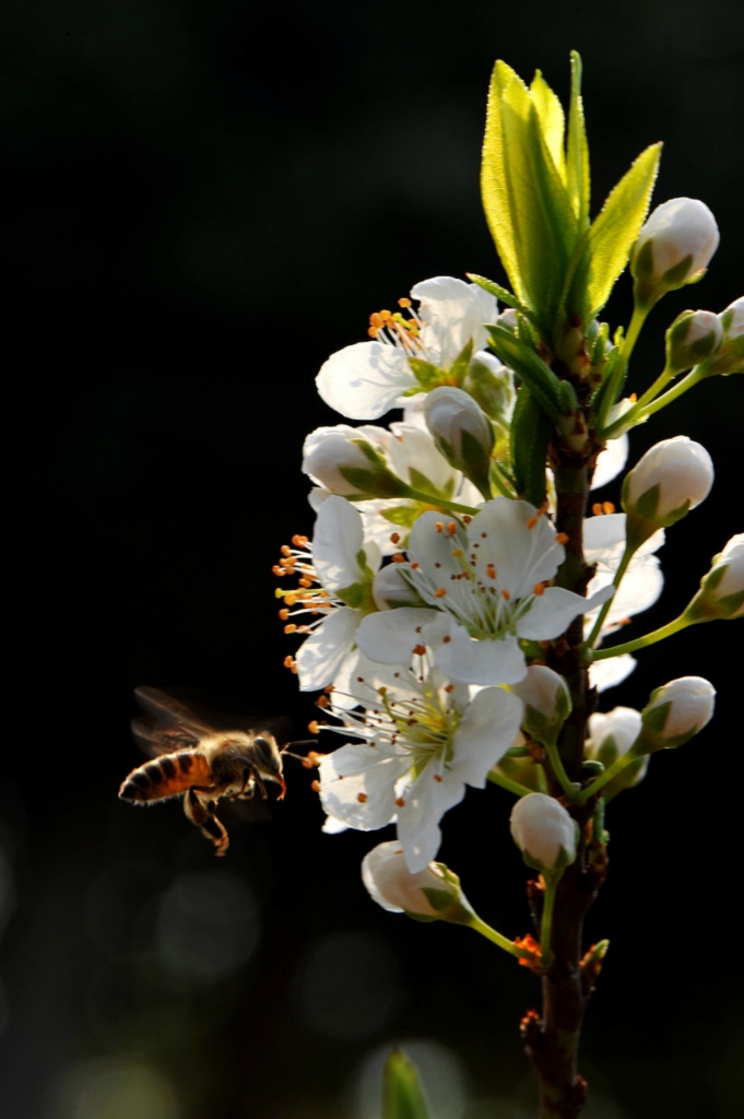 回复帖子:番禺南沙大岗镇18罗汉山之桃红梨白争春吐艳
