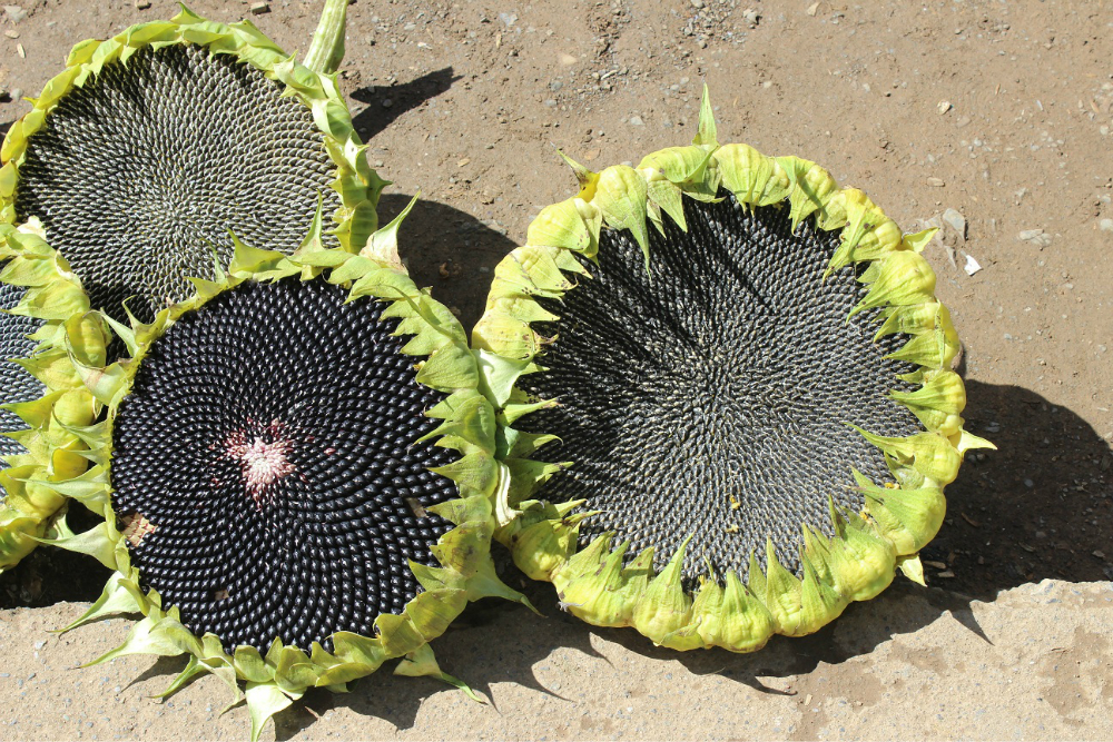 wKgB4lIvfFuAUxpnABFSZHdJHuM90.jpeg?imageView2%2F2%2Fw%2F600%2Fh%2F600%2Fq%2F90