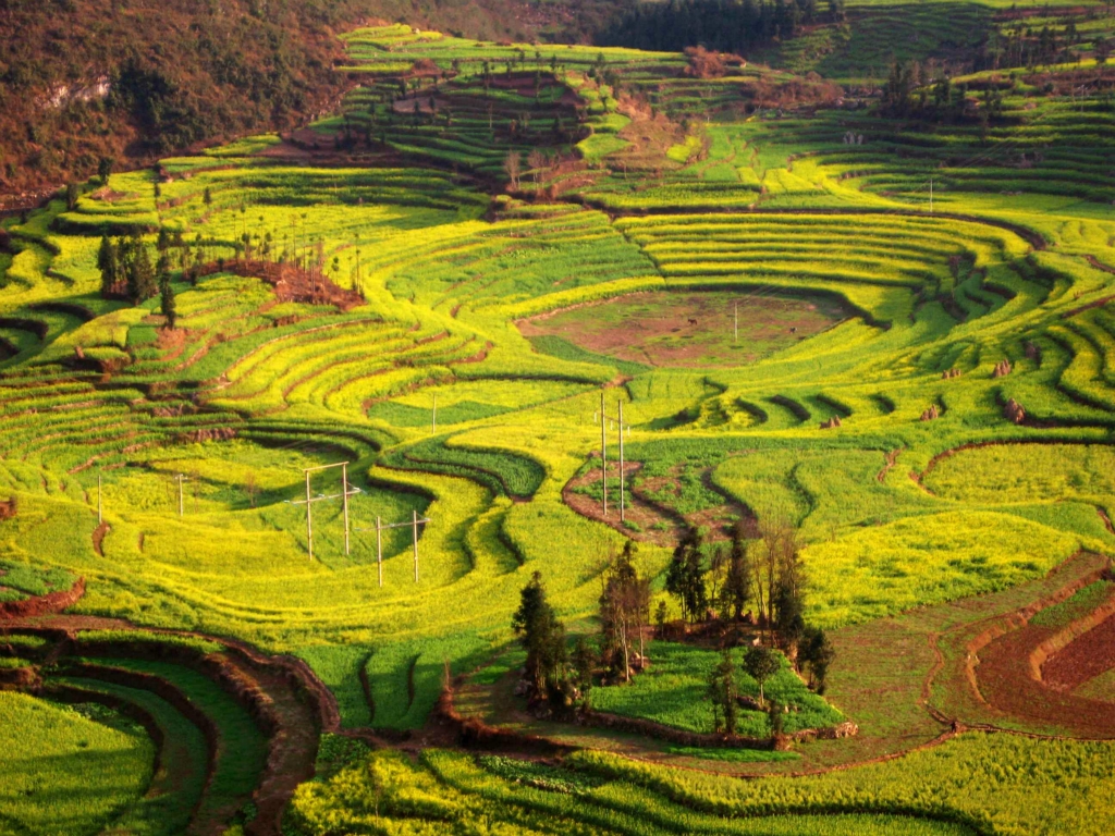 滇東之旅-羅平油菜花-牛街鄉螺絲田-2008.2.22-29