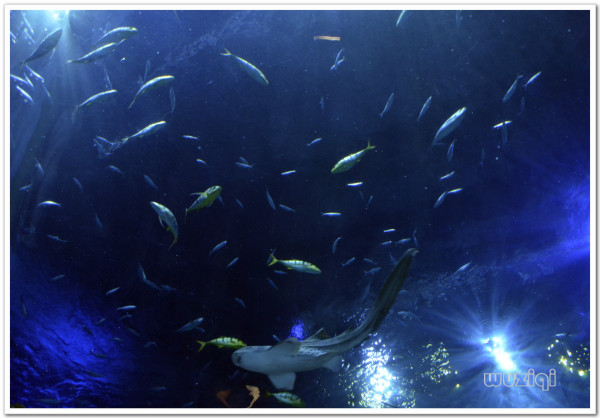 海洋公园视频海底世界 wKgB4lNqPkSAUQUlABm8x_moRK073.jpeg?imageView2%2F2%2Fw%2F600%2Fq%2F90%7CimageMogr2%2Fstrip%2Fquality%2F90