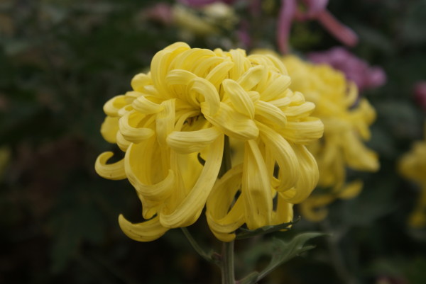 蜜蜂正在采花视频 wKgB4lKI0cqAMurZAAUg4qT65n859.jpeg?imageView2%2F2%2Fw%2F600%2Fq%2F90%7CimageMogr2%2Fstrip%2Fquality%2F90