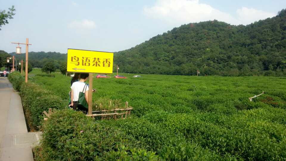 御茶园老总_重庆茶园观山御景(2)