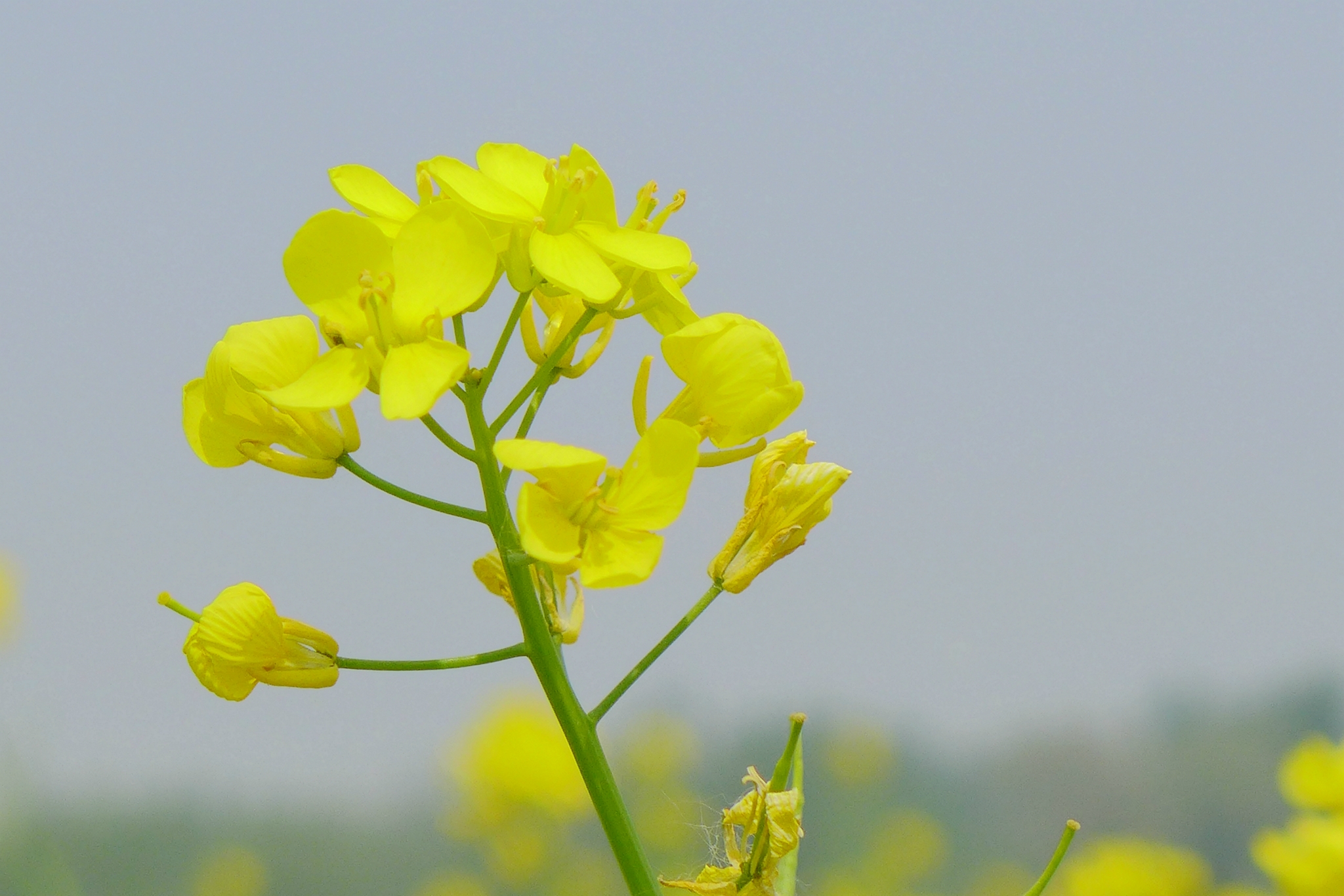 简谱油菜花儿开_油菜花简笔画(2)