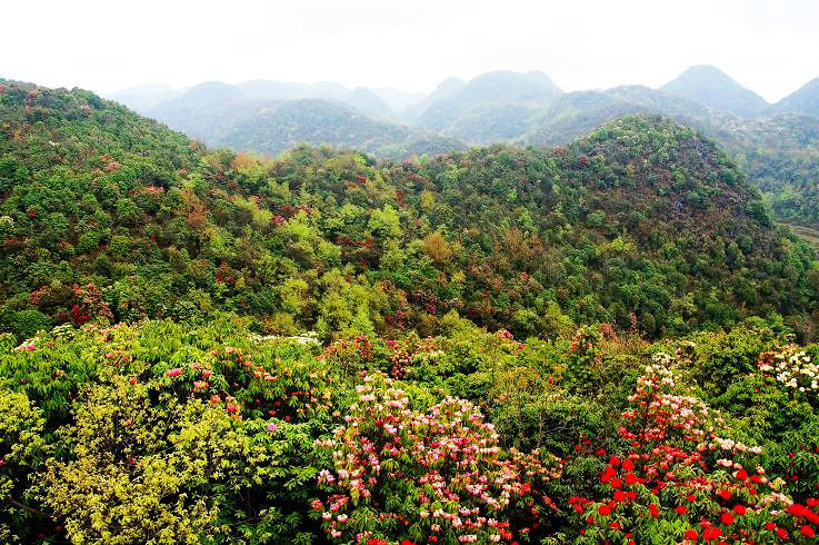 高原上的天然大花園——貴州百里杜鵑