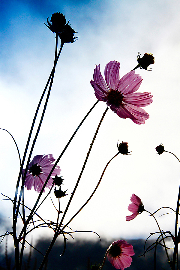 格桑花婚纱照_格桑花图片高清(2)