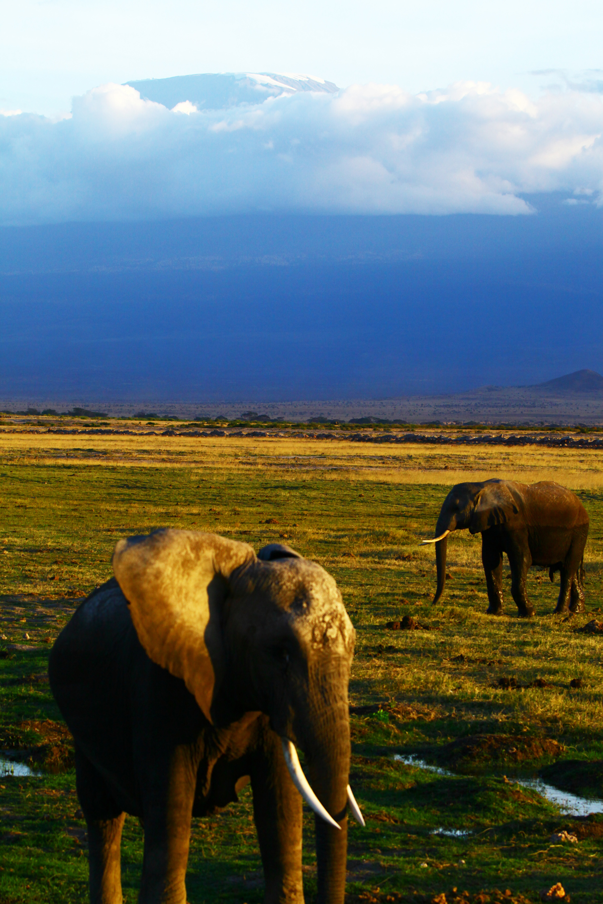 乞力马扎罗山下的大象(安博塞利)