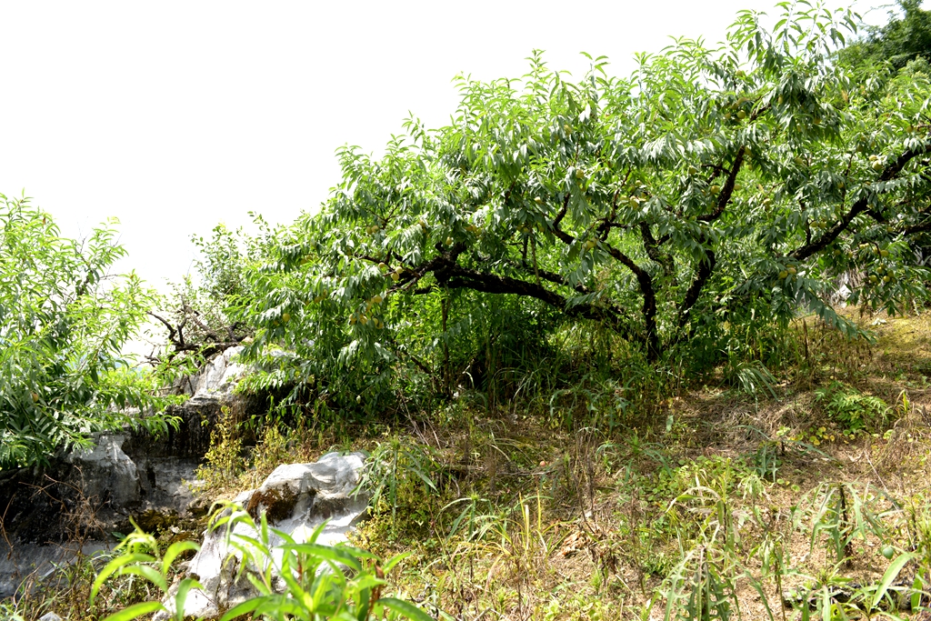 花红什么成语_海花红是什么(3)