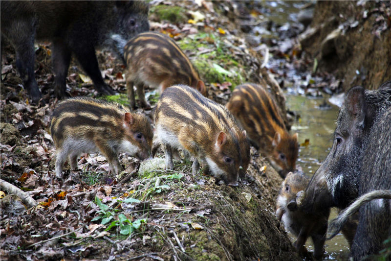 小浪浪带我一起飞,永修龙源峡吃货一日游图片65,永修旅游景点,风景