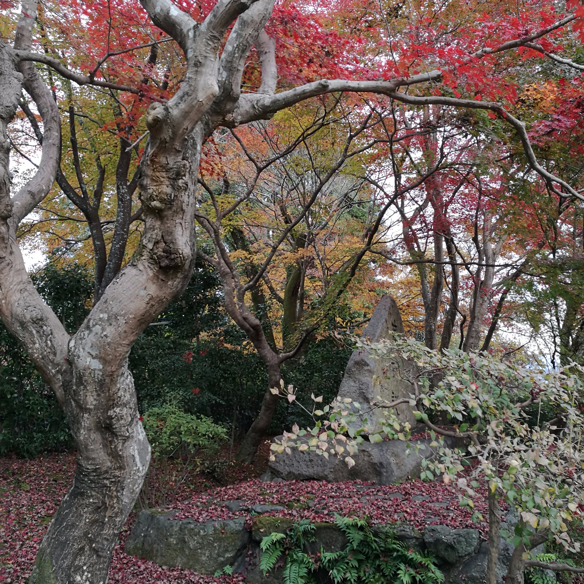 京都自助遊攻略