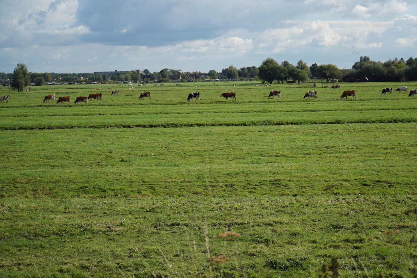全方位记录自驾比利时荷兰·满满干货~各种T