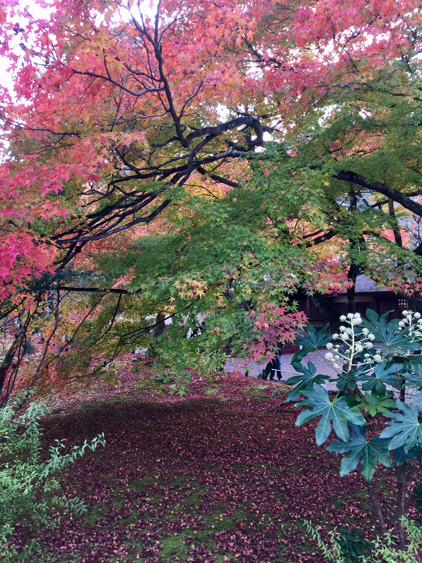 京都自助遊攻略