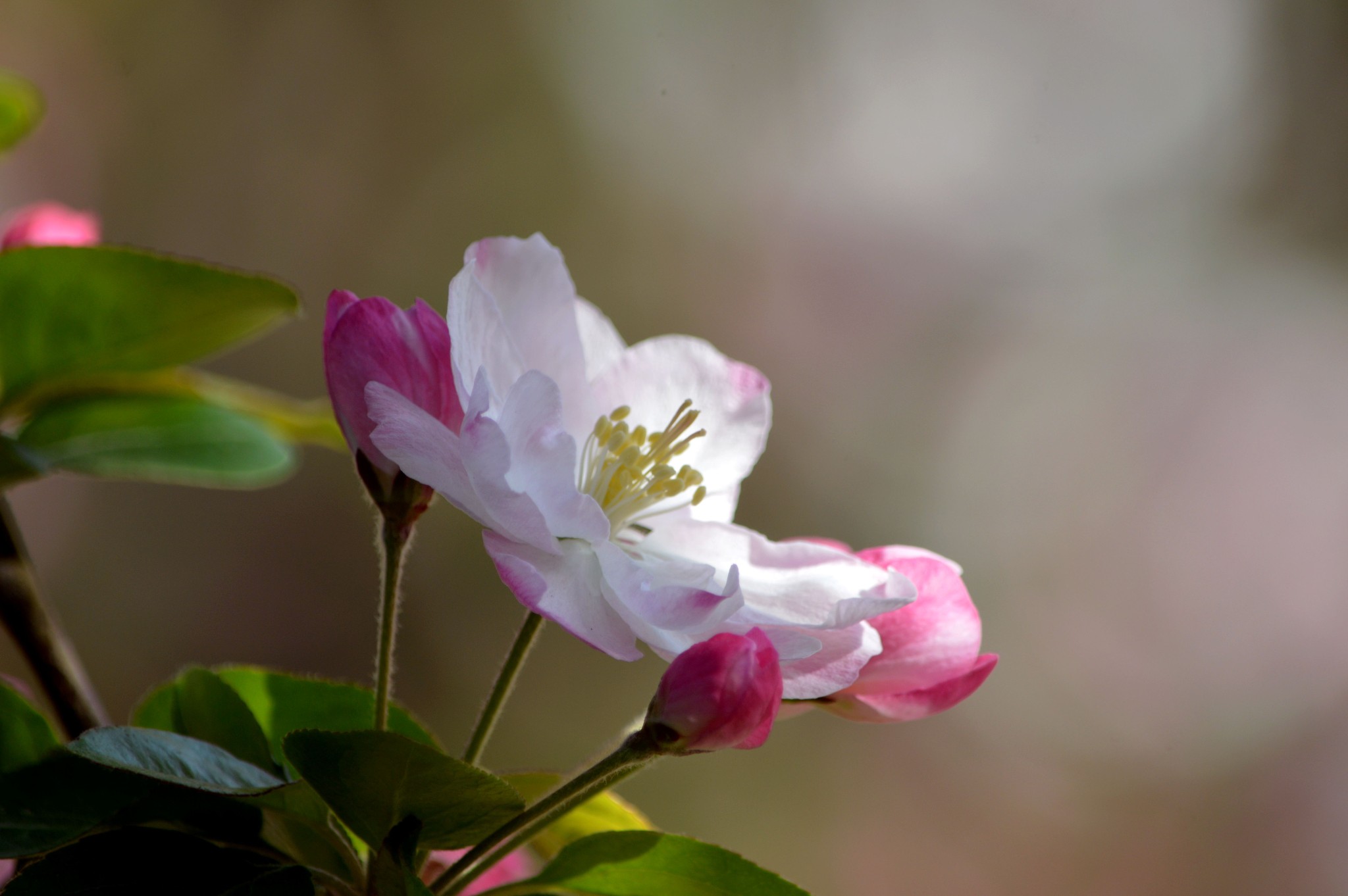 wKgBs1cCW3-AZE2UAATMQcNcAeo12.jpeg?imageView2%2F2%2Fw%2F600%2Fh%2F600%2Fq%2F90