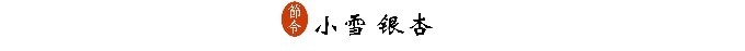 五、小雪银杏 五、小雪银杏