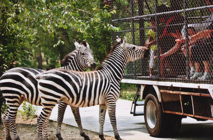 ����Ұ������԰���������Ʊ