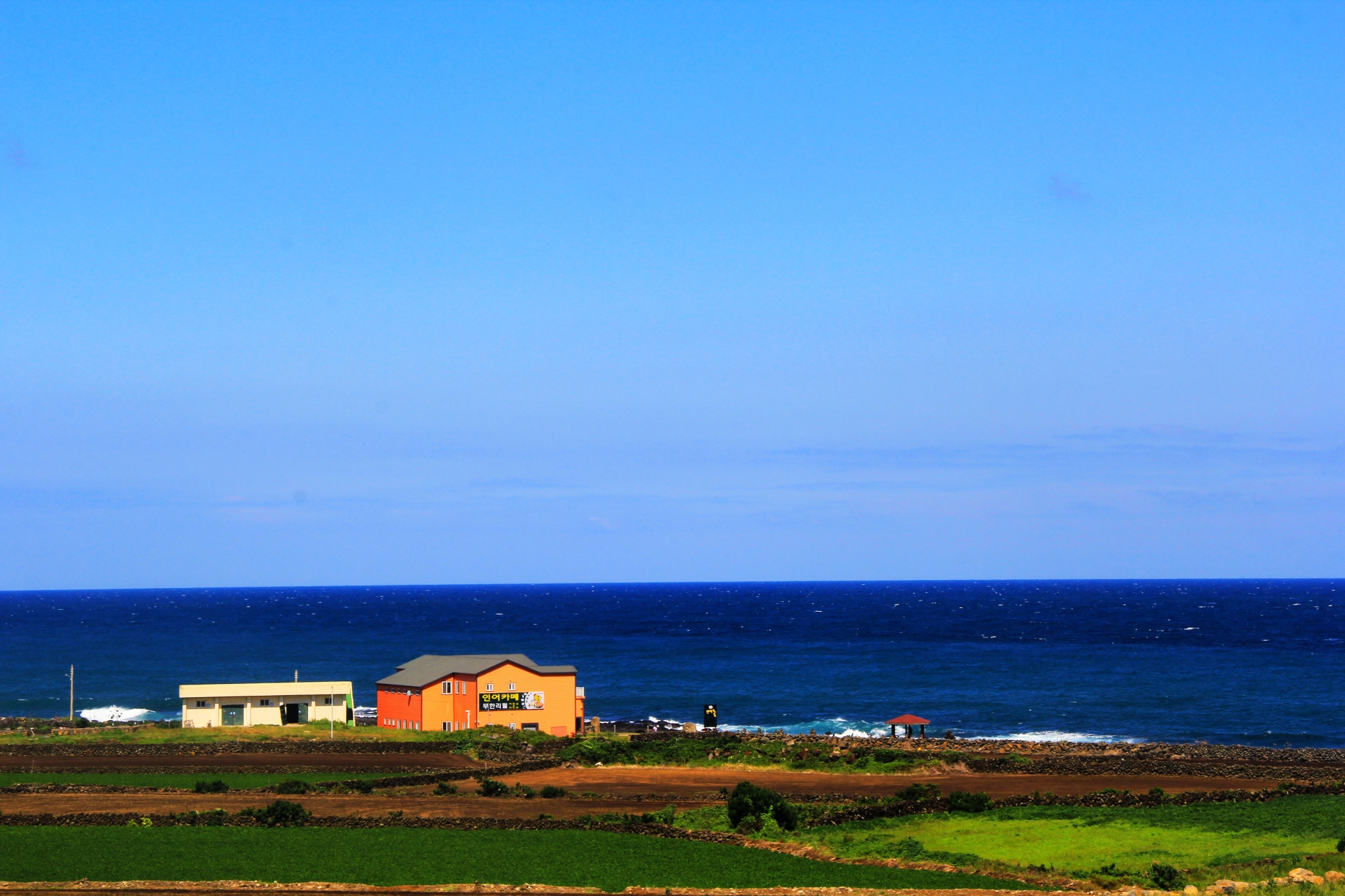 济州排名_济州真柏盆景图片(3)