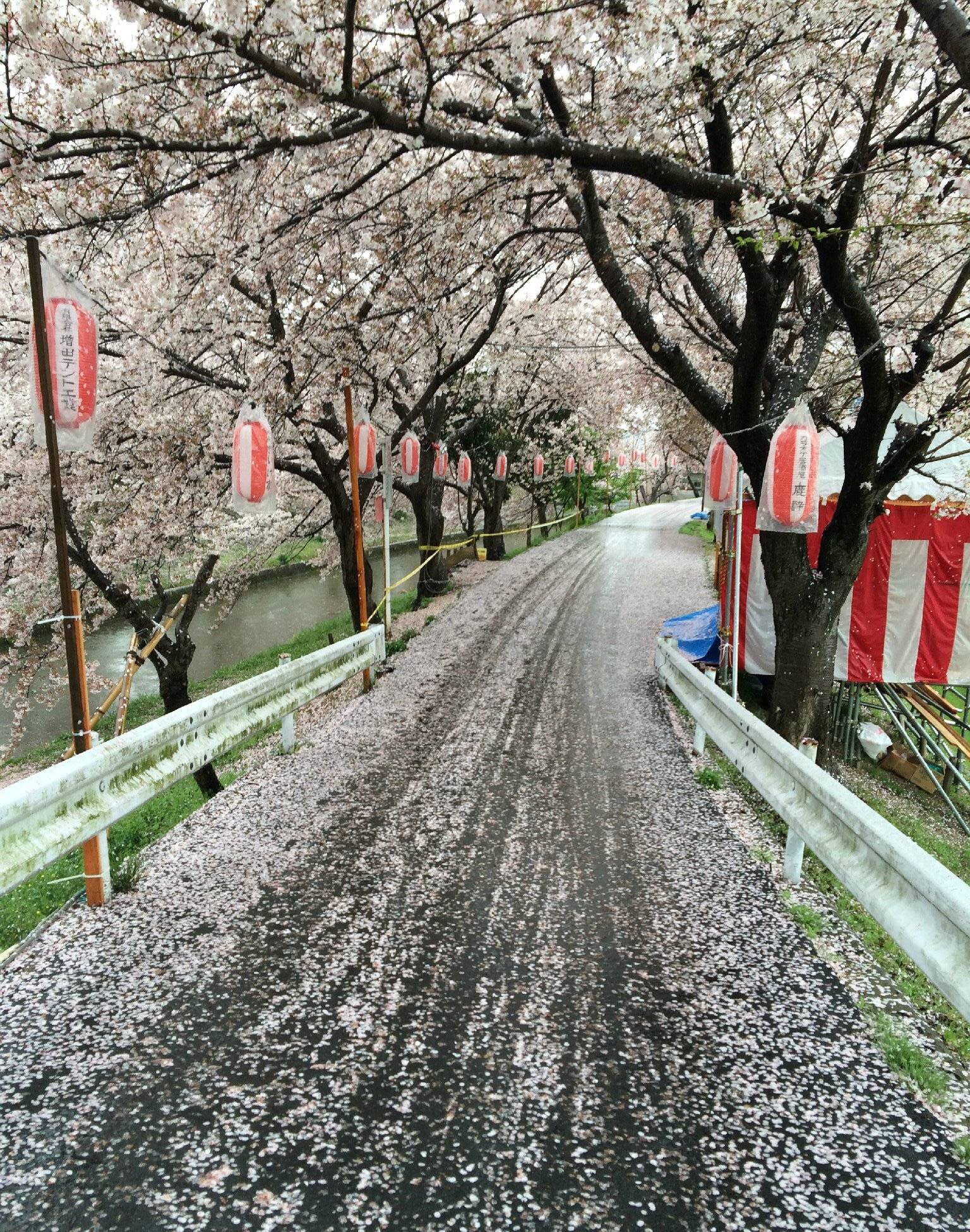 京都自助遊攻略