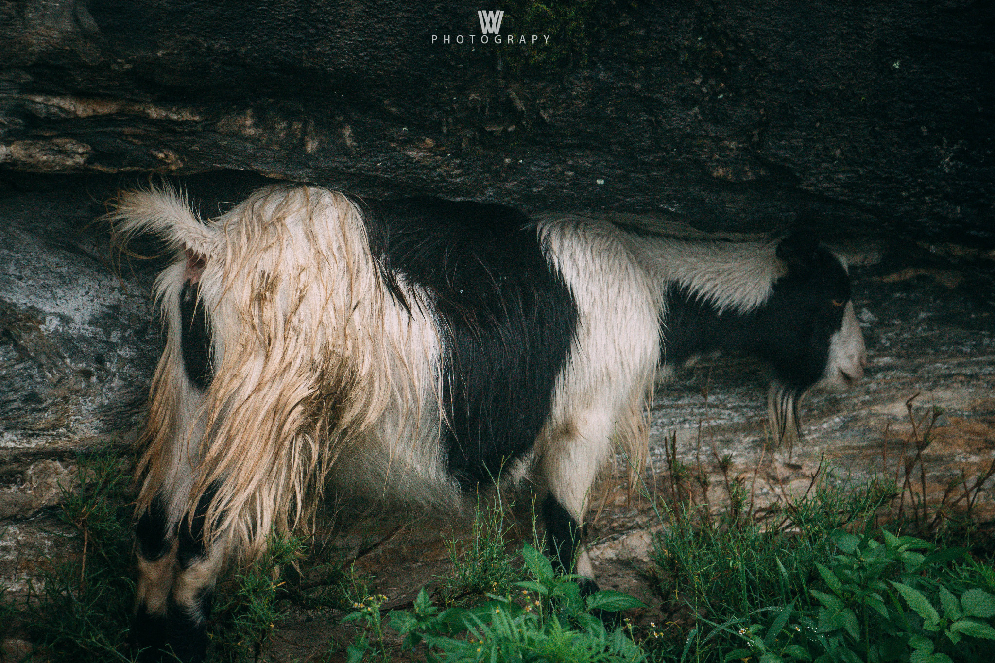 以"险"名天下:tiger leaping gorge 虎跳峡徒步之旅(附详细路线丶交通
