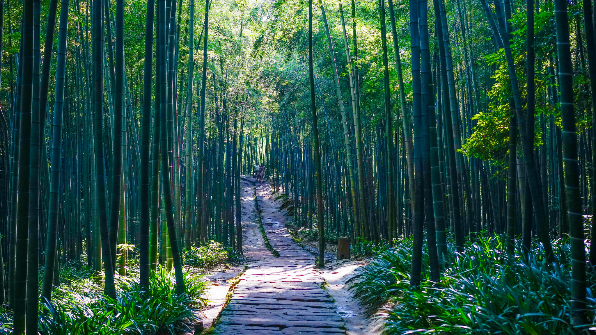 《臥虎藏龍》《十面埋伏》取景地 蜀南竹海