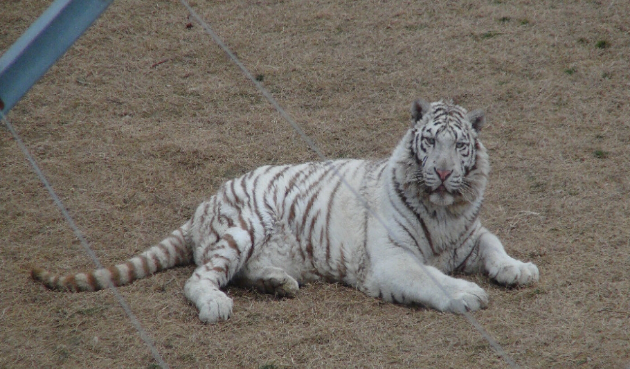 大豐港動物園景區門票