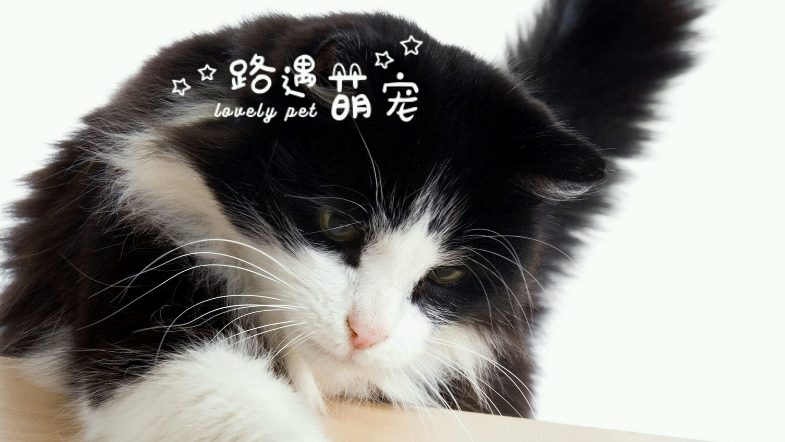 wKgBs1fqGTaAJ2wqABzVPXMN_rk33.jpeg?imageView2%2F2%2Fw%2F460%2Fq%2F90