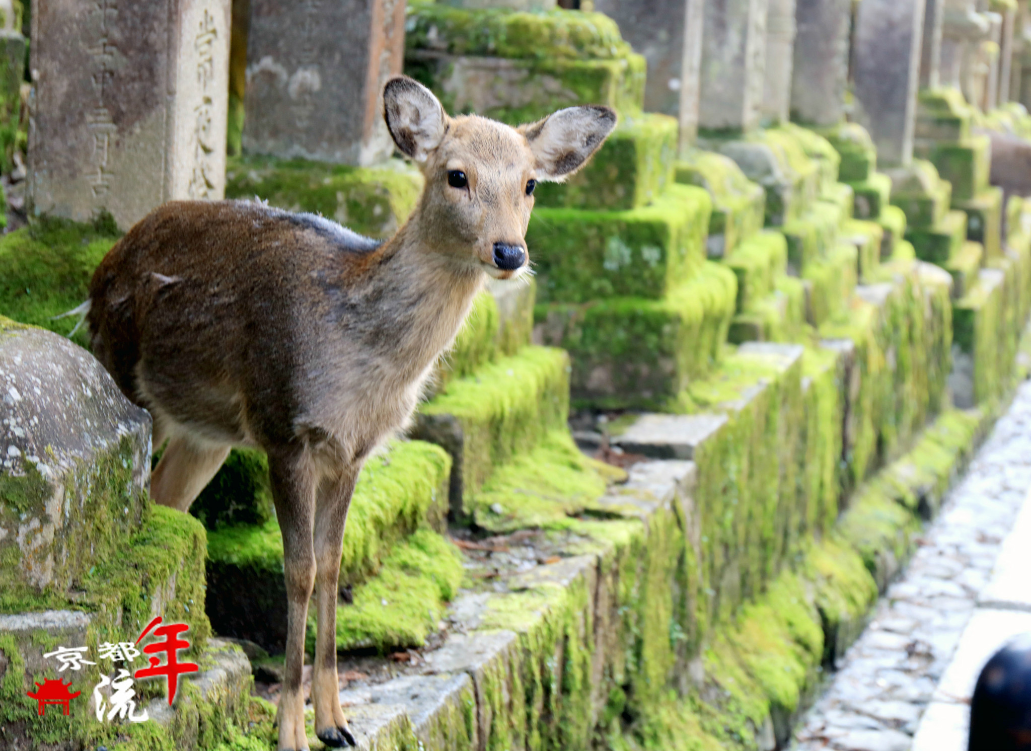 京都自助遊攻略