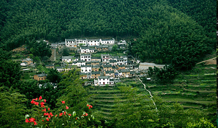 【当天可定 立即取票】安徽 黄山 黟县 木坑竹海门票 黄山旅游